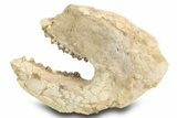 Fossil Oreodont (Merycoidodon) Partial Skull - South Dakota #300014-3